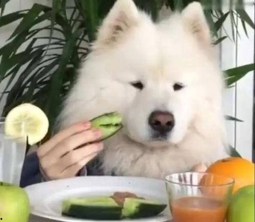 萨摩耶吃生瓜