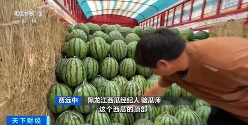 瓜瓜吃瓜感悟,感悟人生百态