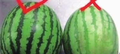 小圆瓜咋吃,解锁美味新境界