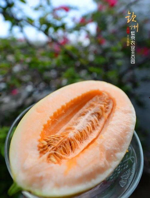 京市吃瓜,揭秘京城街头巷尾的美食秘密