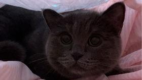 小猫咪吃瓜,一场味蕾与视觉的盛宴